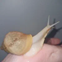 حلزون درمانی و بهداشتی آچاتینا