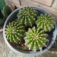 گل کاکتوس صندلی مادر زن و زبان مادرشوهر