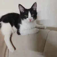 واگذاری گربه