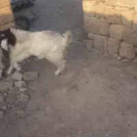 یک عدد بز نر