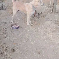 سگ عراقی|سگ|بستان آباد, |دیوار