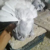 کبوتر|پرنده|مرودشت, نقش رستم|دیوار