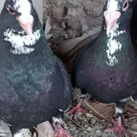 نروماده پلنگ