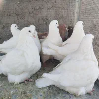 مونداین استسنایی|پرنده|اصفهان, ارغوانیه|دیوار