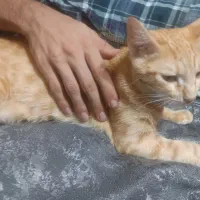 واگذاری گربه