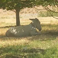 الاغ نر