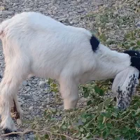 بزغاله ماده|حیوانات مزرعه|ایرانشهر, |دیوار