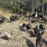 فروش بوقلمون|حیوانات مزرعه|لیسار, |دیوار