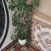 گل طبیعی