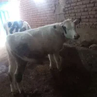 ۲راس گوساله نر|حیوانات مزرعه|ثمرین, |دیوار