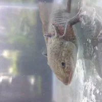 ماهی دست و پا دار|ماهی|تهران, تهرانپارس شرقی|دیوار