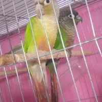 گرینچیک مولد خوشکل|پرنده|ابهر, |دیوار