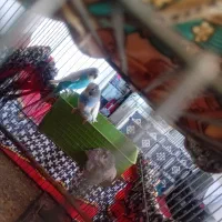 مرغ عشق|پرنده|بزینه رود, |دیوار