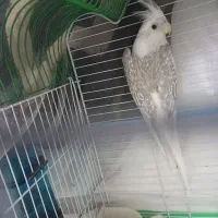 عروس هلندی ماده آلبینو دوکت