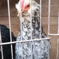 مرغ|حیوانات مزرعه|مشکین‌دشت, |دیوار