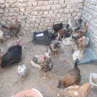 مرغ و جوجه محلی زیر مرغی