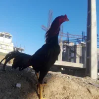 خروس|حیوانات مزرعه|جوانرود, |دیوار