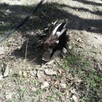 مرغ گلین کرچ|حیوانات مزرعه|هشتگرد, تهران دشت|دیوار