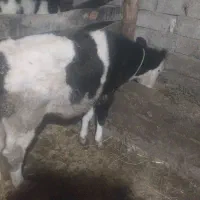 دوعدد گوساله ماده.  سه ماه