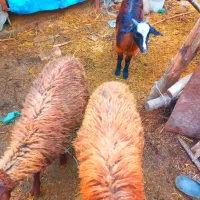 بره پرواری جنس خوب|حیوانات مزرعه|خان ببین, |دیوار