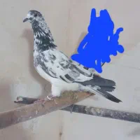 کبوتر|پرنده|مشگین شهر, |دیوار