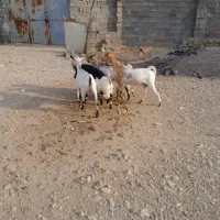 حیوانات|حیوانات مزرعه|دوگنبدان, |دیوار