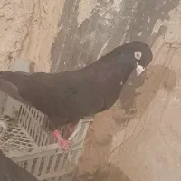 کبوتر سیاه|پرنده|میاندوآب, |دیوار