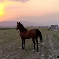 اسب مادیان سواری|اسب و تجهیزات اسب‌سواری|شیراز, دارالرحمه|دیوار