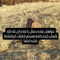 سگ ماده حمال