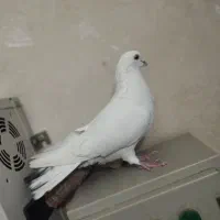 کفتر پرشی گرفتنی|پرنده|تهران, بهمن یار|دیوار