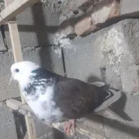 ۵ عدد کبوتر خوب به دلیل نداشتن جا