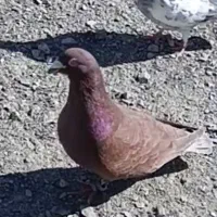 کبوتر سبز، سنگی(مگسی) یاسوسکی