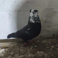 کبوتر|پرنده|شفت, |دیوار