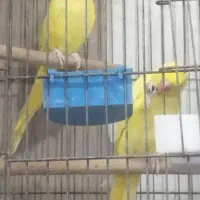 ملنگو زرد مولد