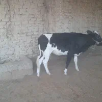 گاو نر (نوچ )و گستر (گوساله ماده)بفروش میرسد|حیوانات مزرعه|کرباسک, |دیوار