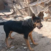 گرگی|سگ|صفادشت, |دیوار