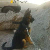 ژرمن اصل|سگ|فرخ‌شهر, |دیوار