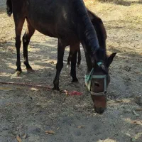 اسب مادیان همراه با کره قاطر|اسب و تجهیزات اسب‌سواری|شیروان (خراسان), |دیوار