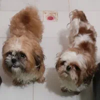 شیتزو سوپر فلت جفت نر و ماده|سگ|فولادشهر, مسکن مهر فولادشهر|دیوار