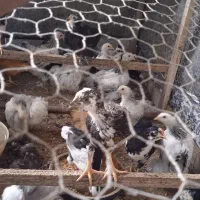 بره گوسفند غاز مرغ و خروس شربت استویا|حیوانات مزرعه|آمل, |دیوار