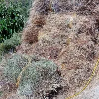 یونجه و علف