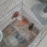 قناری سوخته سرخ|پرنده|جیرفت, |دیوار