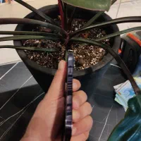 فروش آیفون 14 پرو 256 گیگ CH دو سیم|موبایل|مشهد, بهشت|دیوار