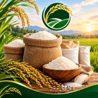 فروش برنج هاشمی جمشید خوش پخت