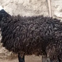 بره نر سیاه گوشتی