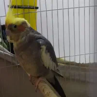 پنچ تا عروس هلندی