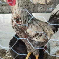 خروس محلی در حمیدیه