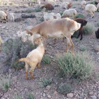 گوسفند چینی