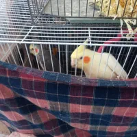 یک جفت عروس هلندی