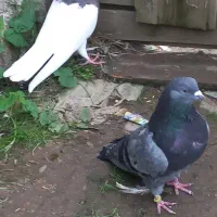 کبوترر|پرنده|شفت, |دیوار